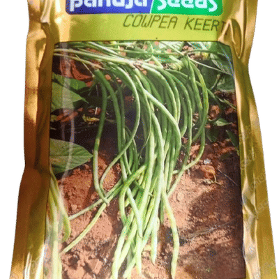 COWPEA – लोबिया