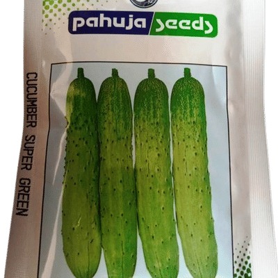 CUCUMBER – खीरा