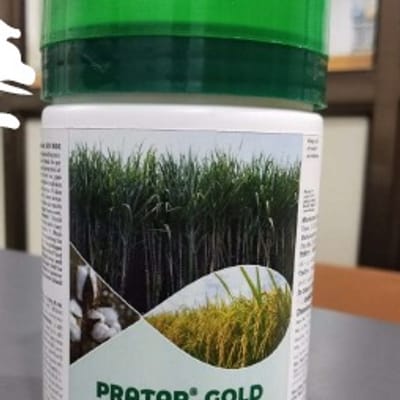 Pratap Gold