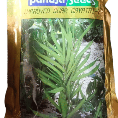 GUAR – ग्वार फली