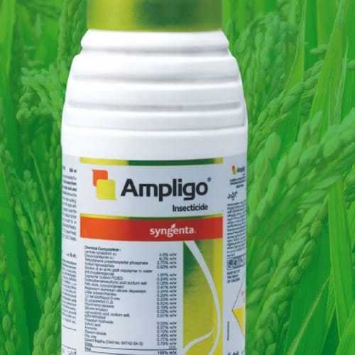 Ampligo
