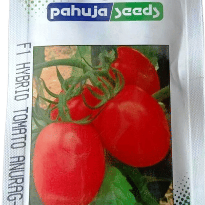 TOMATO – टमाटर