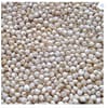ज्वार (Jowar) – Sorghum