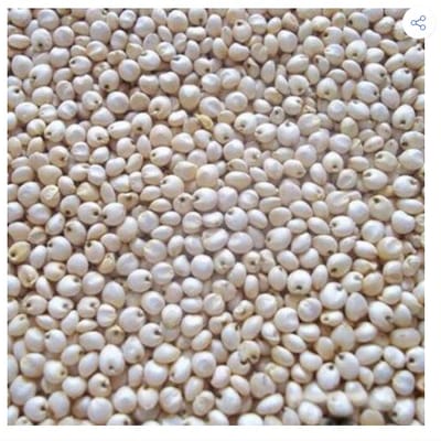 ज्वार (Jowar) – Sorghum