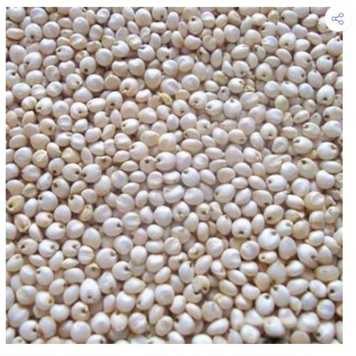 ज्वार (Jowar) – Sorghum