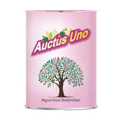 Auctus Uno