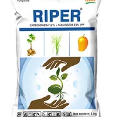 Riper 