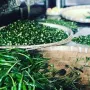 Green Chilli Pickle (Himalayan Organic)
